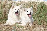 CHIEN FINNOIS DE LAPONIE 219